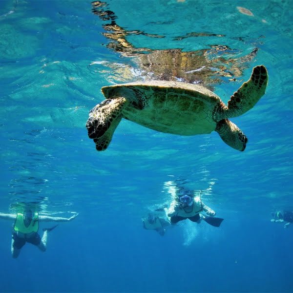hawaii-mexico